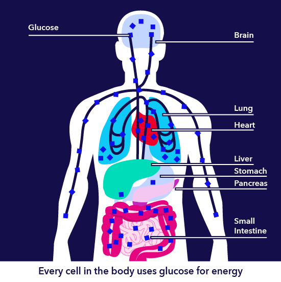 Every cell in the body uses glucose for energy