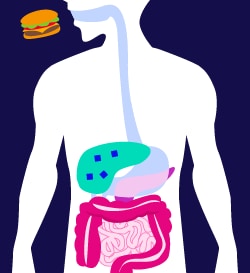 diagram of stomach