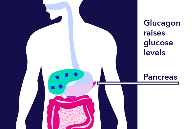 Glucagon raises glucose level