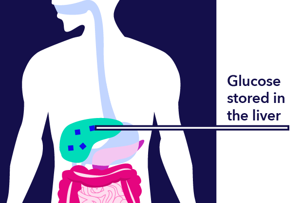 Glucose stored in the liver