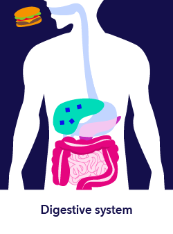 How the Body Gets Glucose for Energy - Digestive System