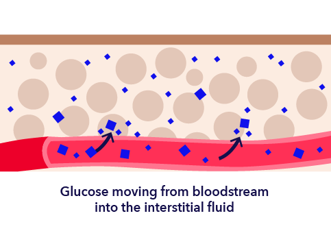 How the Body Gets Glucose for Energy