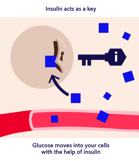 How the Body Gets Glucose for Energy