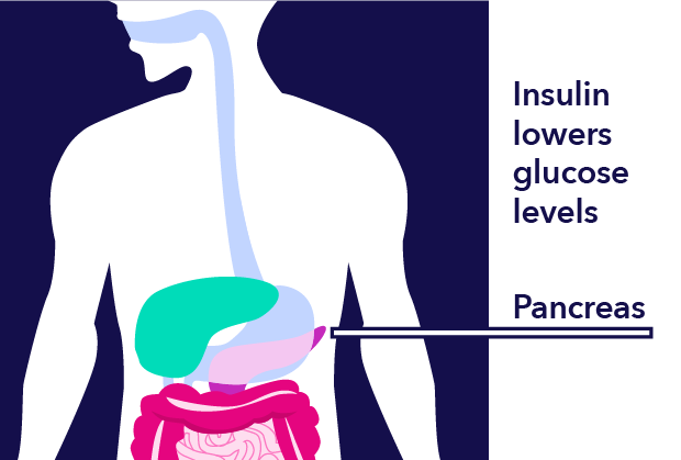 Insulin lowers glucose level