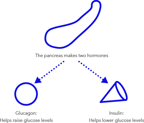 pancreas produces glucagon and insulin