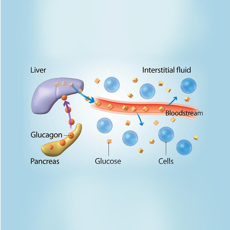 Glucagon hormone therapy