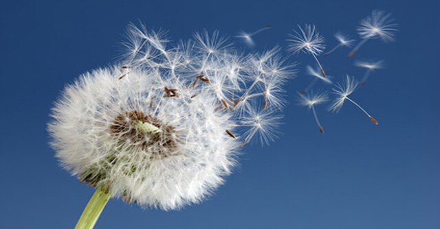 Dandelion Blowing